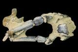 Fossil Mud Lobster (Thalassina) - Australia #141031-1